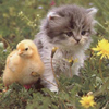 Baby Goose and Kitten 18 22