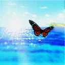 Butterfly on the ocean