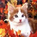 Cat In Autumn Leaves