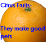 Citrus fruits make good pets