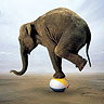 Elephant On A Beachball