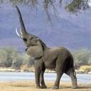 Elephant Trumpeting