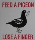 Feed a pigeon