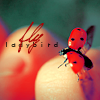 Fly ladybird
