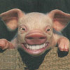 Happy Pig