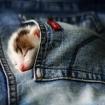 Jeans sleeper
