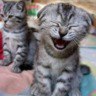 Kitten Laugh