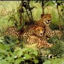 Leopards Family
