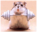 Powerhouse Hamster