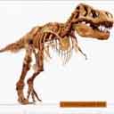 Tyranasaurus Rex Bones