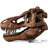 Tyrannosaurus Rex Skull