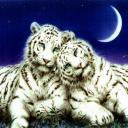 tigers lions avatars 0537
